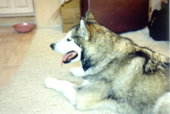 2000.24.1: Sascha lying in the houseboat