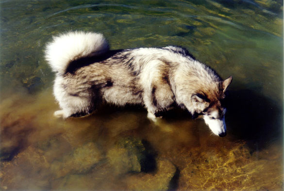 2000.24.9: Sascha in shallow water