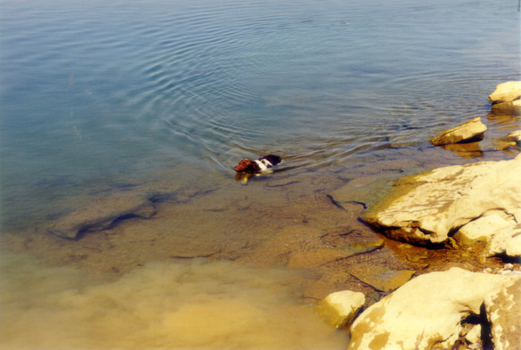 2000.24.12: Bosco swimming